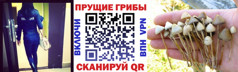 Псилоцибиновые грибы Psilocybe  дарнет шоп  Тырныауз 